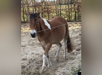 NRPS, Mare, 2 years, 13,1 hh, Chestnut-Red