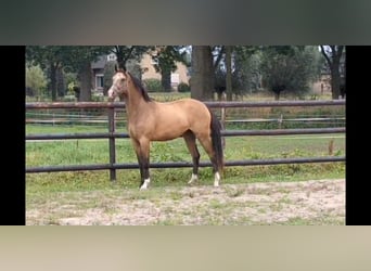 NRPS, Mare, 2 years, 14 hh, Buckskin