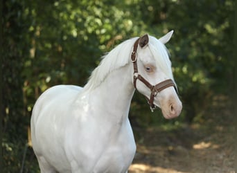 NRPS, Mare, 2 years, 14 hh, Cremello