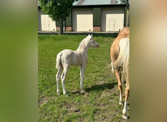 NRPS, Mare, 2 years, 14 hh, Cremello