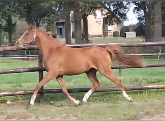 NRPS, Mare, 2 years, 14,1 hh, Chestnut-Red