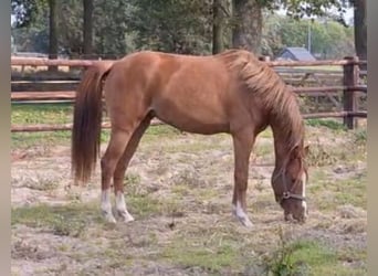NRPS, Mare, 2 years, 14,1 hh, Chestnut-Red