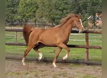 NRPS, Mare, 2 years, 14,1 hh, Chestnut-Red