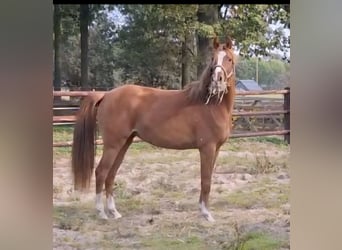 NRPS, Mare, 2 years, 14,1 hh, Chestnut-Red