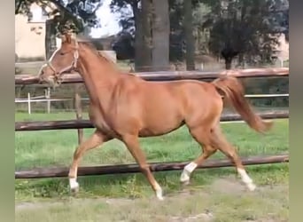 NRPS, Mare, 2 years, 14,1 hh, Chestnut-Red