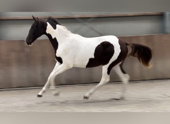 NRPS, Mare, 2 years, 15,2 hh, Pinto