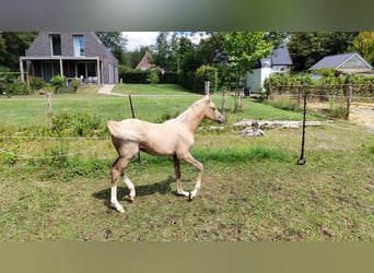 NRPS, Mare, 2 years, 15 hh, Palomino