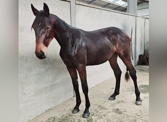 NRPS, Mare, 2 years, 17,2 hh, Brown