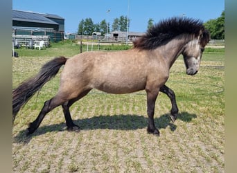 NRPS Mix, Mare, 3 years, 13.2 hh, Gray-Dapple