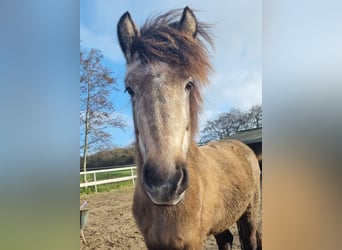 NRPS Mix, Mare, 3 years, 13.2 hh, Gray-Dapple