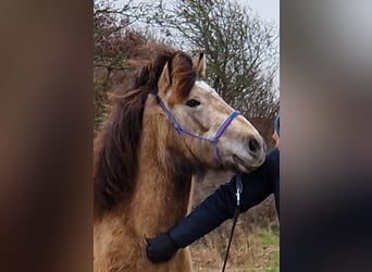 NRPS Mix, Mare, 3 years, 13.2 hh, Gray-Dapple