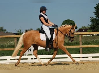 NRPS, Mare, 3 years, 13.2 hh, Smoky-Black NRPS, Mare, 3 years, 13.2 hh, Smoky-Black