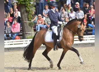 NRPS, Mare, 3 years, 13.2 hh, Smoky-Black NRPS, Mare, 3 years, 13.2 hh, Smoky-Black