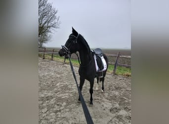 NRPS, Mare, 3 years, 13 hh, Smoky-Black