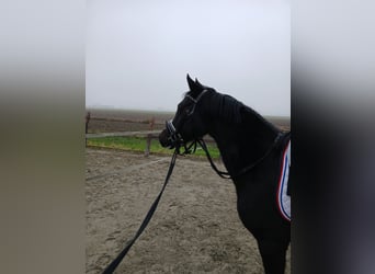 NRPS, Mare, 3 years, 13 hh, Smoky-Black