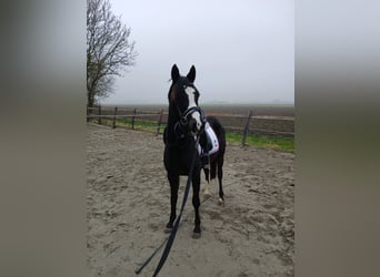 NRPS, Mare, 3 years, 13 hh, Smoky-Black