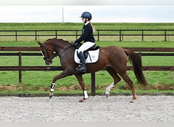 NRPS, Mare, 3 years, 14.1 hh, Chestnut