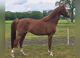 NRPS, Mare, 3 years, 14.1 hh, Chestnut-Red