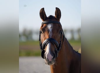 NRPS, Mare, 3 years, 14.2 hh, Brown