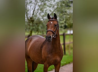 NRPS, Mare, 3 years, 14 hh, Brown