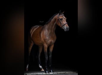 NRPS, Mare, 3 years, 14 hh, Brown