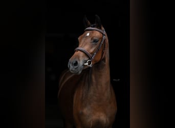 NRPS, Mare, 3 years, 14 hh, Brown