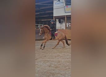 NRPS, Mare, 3 years, 14 hh, Chestnut-Red