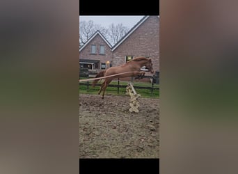 NRPS, Mare, 3 years, 14 hh, Chestnut-Red