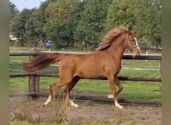 NRPS, Mare, 3 years, 14,1 hh, Chestnut-Red