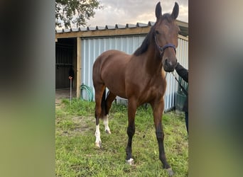 NRPS, Mare, 3 years, 15,1 hh, Brown