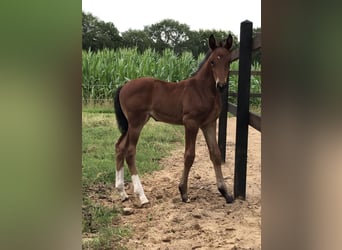 NRPS, Mare, 3 years, 15,1 hh, Brown