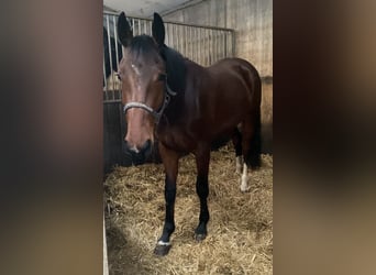 NRPS, Mare, 3 years, 15,1 hh, Brown