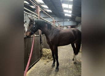 NRPS, Mare, 3 years, 15,1 hh, Brown