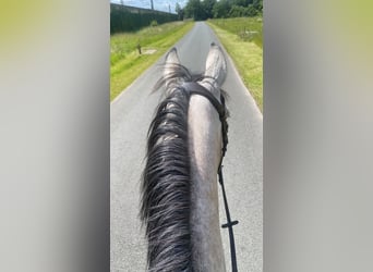 NRPS, Mare, 3 years, 15,2 hh, Gray