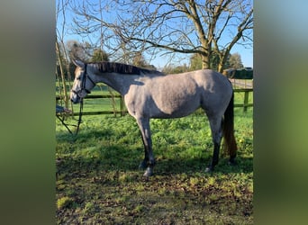 NRPS, Mare, 3 years, 15,2 hh, Gray