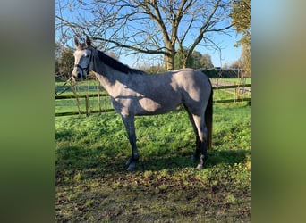 NRPS, Mare, 3 years, 15,2 hh, Gray