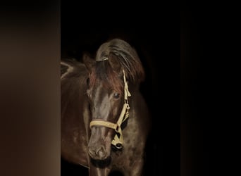 NRPS, Mare, 3 years, 15,2 hh, Black