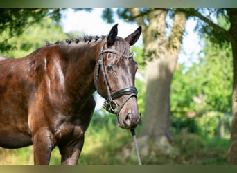 NRPS, Mare, 3 years, 16 hh, Bay-Dark