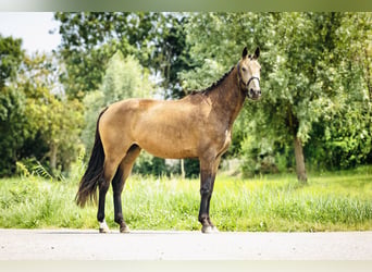 NRPS, Mare, 3 years, 16 hh, Buckskin