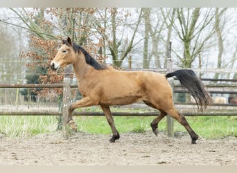 NRPS, Mare, 3 years, 16 hh, Dun
