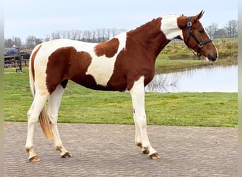 NRPS, Mare, 3 years, 16 hh, Pinto