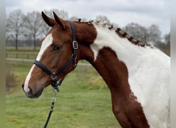 NRPS, Mare, 3 years, 16 hh, Pinto