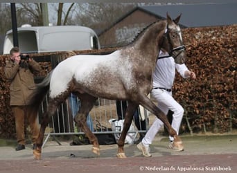 NRPS, Mare, 3 years, 17 hh, Leopard-Piebald