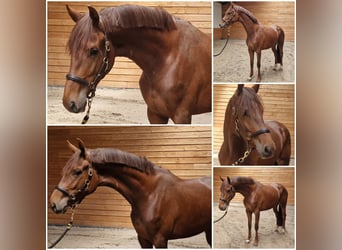 NRPS, Mare, 3 years, Chestnut-Red