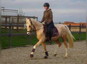 NRPS, Mare, 3 years, Palomino