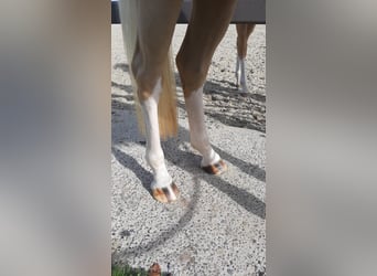 NRPS, Mare, 3 years, Palomino