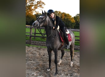 NRPS, Mare, 4 years, 12,3 hh, Gray