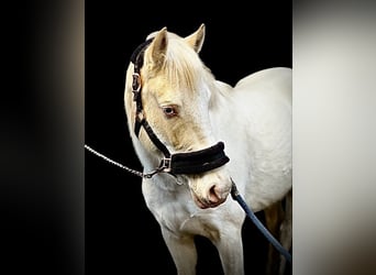 NRPS, Mare, 4 years, 13,1 hh, Cremello