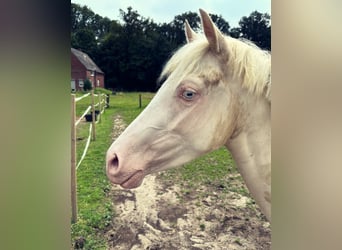 NRPS, Mare, 4 years, 13,1 hh, Cremello