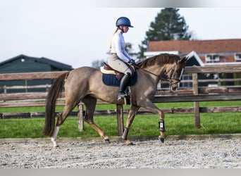 NRPS, Mare, 4 years, 14.1 hh, Chestnut